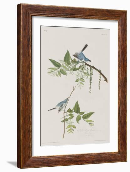 Illustration from 'Birds of America', 1827-38-John James Audubon-Framed Giclee Print