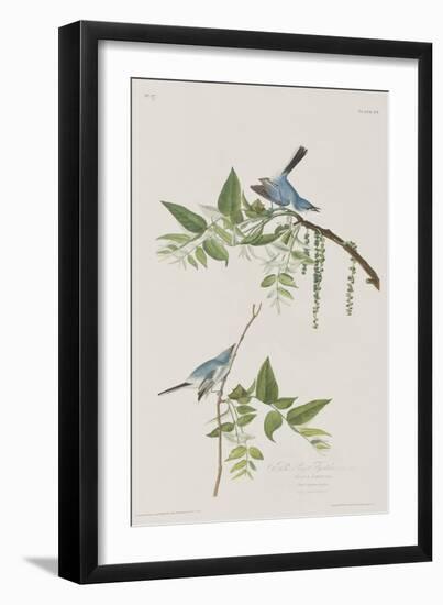 Illustration from 'Birds of America', 1827-38-John James Audubon-Framed Giclee Print