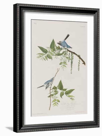 Illustration from 'Birds of America', 1827-38-John James Audubon-Framed Giclee Print