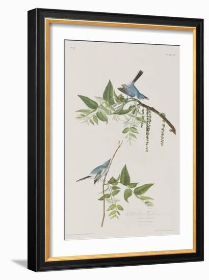 Illustration from 'Birds of America', 1827-38-John James Audubon-Framed Giclee Print