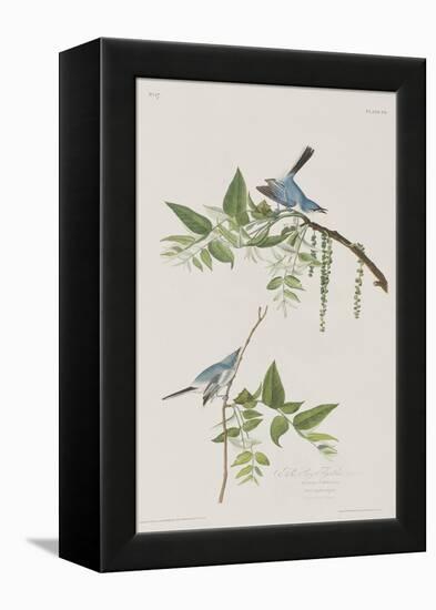 Illustration from 'Birds of America', 1827-38-John James Audubon-Framed Premier Image Canvas