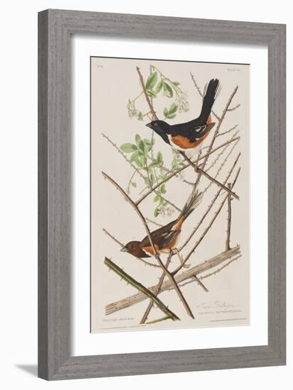 Illustration from 'Birds of America', 1827-38-John James Audubon-Framed Giclee Print