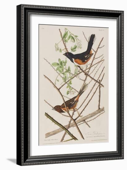 Illustration from 'Birds of America', 1827-38-John James Audubon-Framed Giclee Print