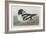 Illustration from 'Birds of America', 1827-38-John James Audubon-Framed Giclee Print