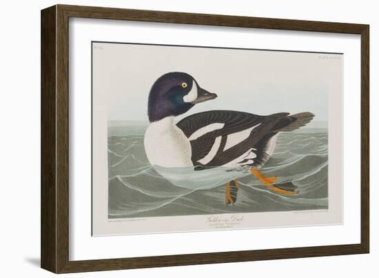 Illustration from 'Birds of America', 1827-38-John James Audubon-Framed Giclee Print