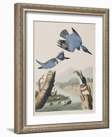 Illustration from 'Birds of America', 1827-38-John James Audubon-Framed Giclee Print