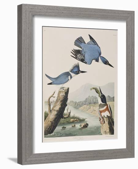 Illustration from 'Birds of America', 1827-38-John James Audubon-Framed Giclee Print