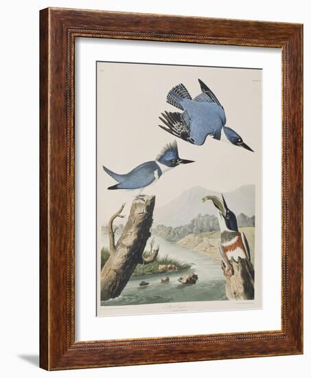 Illustration from 'Birds of America', 1827-38-John James Audubon-Framed Giclee Print