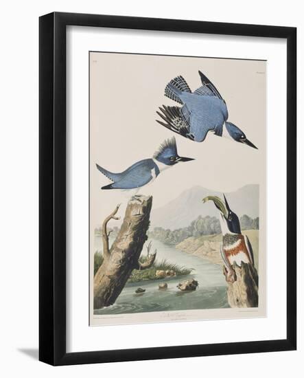 Illustration from 'Birds of America', 1827-38-John James Audubon-Framed Giclee Print