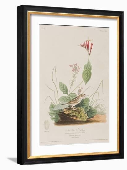 Illustration from 'Birds of America', 1827-38-John James Audubon-Framed Giclee Print