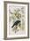 Illustration from 'Birds of America', 1827-38-John James Audubon-Framed Giclee Print