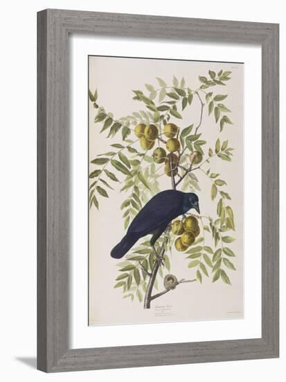 Illustration from 'Birds of America', 1827-38-John James Audubon-Framed Giclee Print