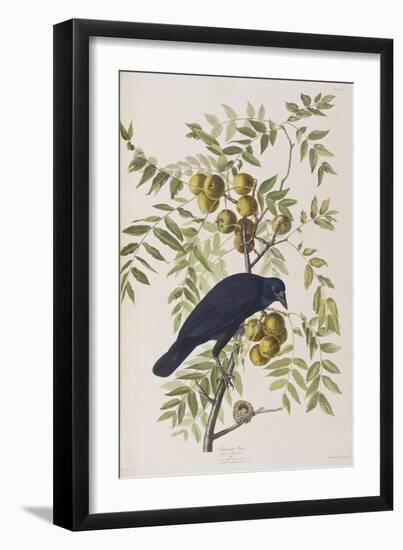 Illustration from 'Birds of America', 1827-38-John James Audubon-Framed Giclee Print