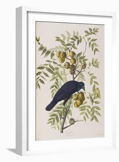 Illustration from 'Birds of America', 1827-38-John James Audubon-Framed Giclee Print