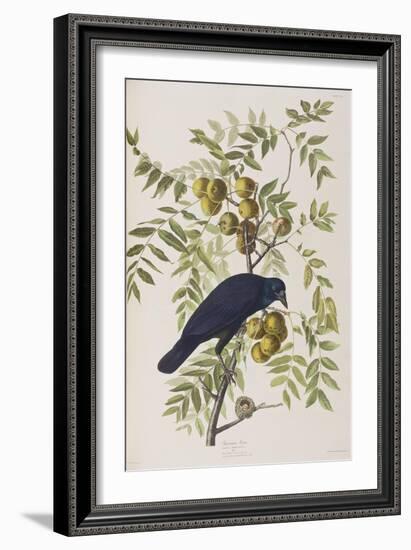 Illustration from 'Birds of America', 1827-38-John James Audubon-Framed Giclee Print