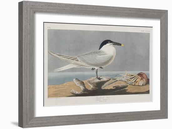 Illustration from 'Birds of America', 1827-38-John James Audubon-Framed Giclee Print