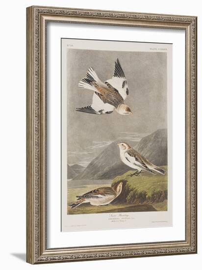 Illustration from 'Birds of America', 1827-38-John James Audubon-Framed Giclee Print