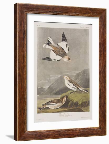 Illustration from 'Birds of America', 1827-38-John James Audubon-Framed Giclee Print