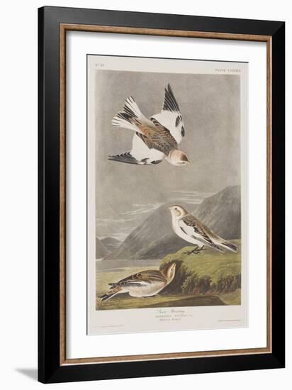 Illustration from 'Birds of America', 1827-38-John James Audubon-Framed Giclee Print