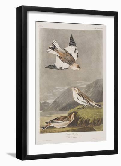 Illustration from 'Birds of America', 1827-38-John James Audubon-Framed Giclee Print