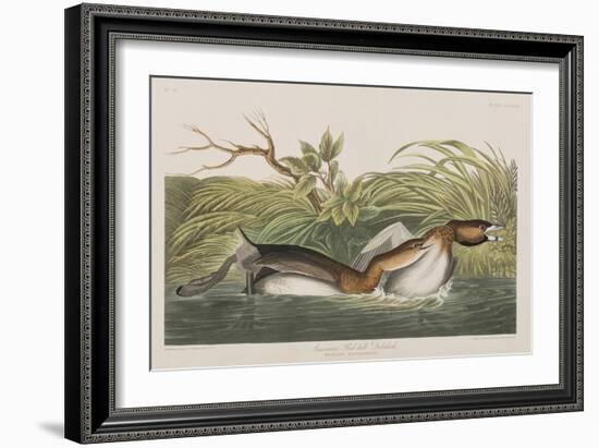 Illustration from 'Birds of America', 1827-38-John James Audubon-Framed Giclee Print