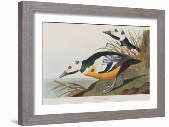 Illustration from 'Birds of America', 1827-38-John James Audubon-Framed Giclee Print