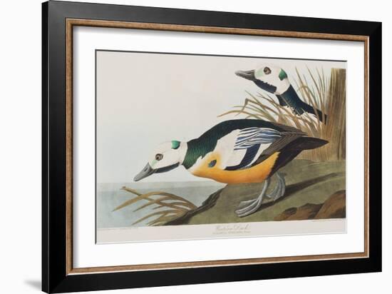 Illustration from 'Birds of America', 1827-38-John James Audubon-Framed Giclee Print