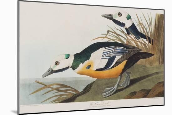 Illustration from 'Birds of America', 1827-38-John James Audubon-Mounted Giclee Print