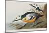 Illustration from 'Birds of America', 1827-38-John James Audubon-Mounted Giclee Print