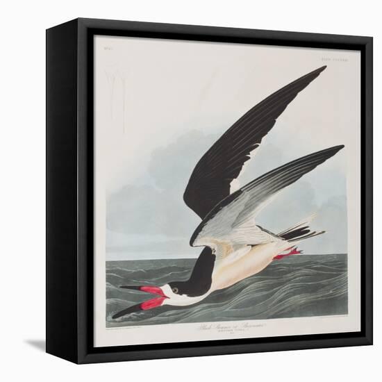 Illustration from 'Birds of America', 1827-38-John James Audubon-Framed Premier Image Canvas