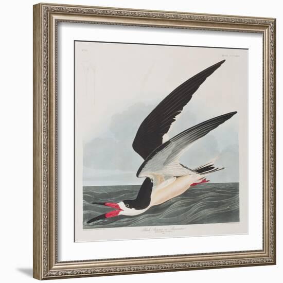 Illustration from 'Birds of America', 1827-38-John James Audubon-Framed Giclee Print