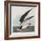 Illustration from 'Birds of America', 1827-38-John James Audubon-Framed Giclee Print