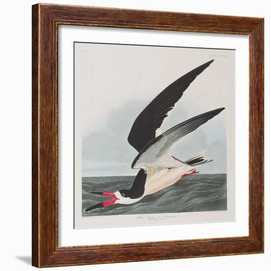 Illustration from 'Birds of America', 1827-38-John James Audubon-Framed Giclee Print