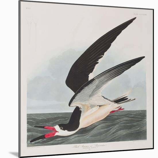 Illustration from 'Birds of America', 1827-38-John James Audubon-Mounted Giclee Print