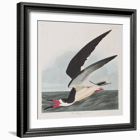 Illustration from 'Birds of America', 1827-38-John James Audubon-Framed Giclee Print