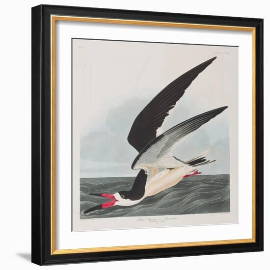 Illustration from 'Birds of America', 1827-38-John James Audubon-Framed Giclee Print