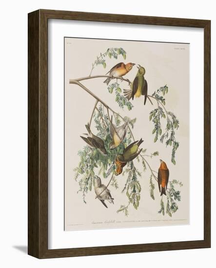 Illustration from 'Birds of America', 1827-38-John James Audubon-Framed Giclee Print