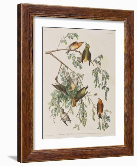 Illustration from 'Birds of America', 1827-38-John James Audubon-Framed Giclee Print