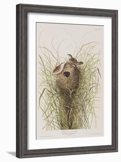 Illustration from 'Birds of America', 1827-38-John James Audubon-Framed Giclee Print