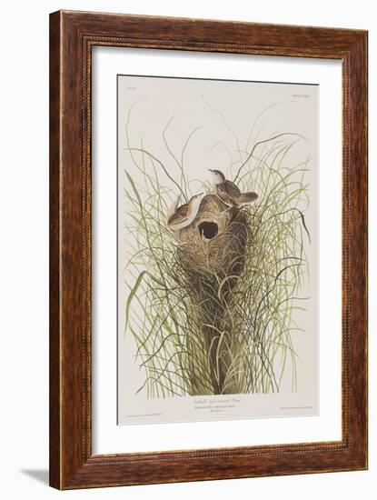 Illustration from 'Birds of America', 1827-38-John James Audubon-Framed Giclee Print