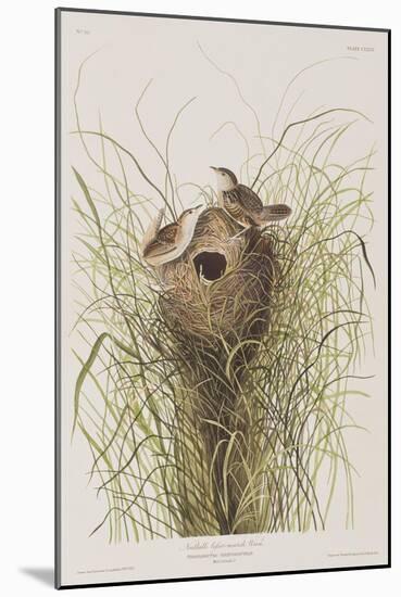 Illustration from 'Birds of America', 1827-38-John James Audubon-Mounted Giclee Print