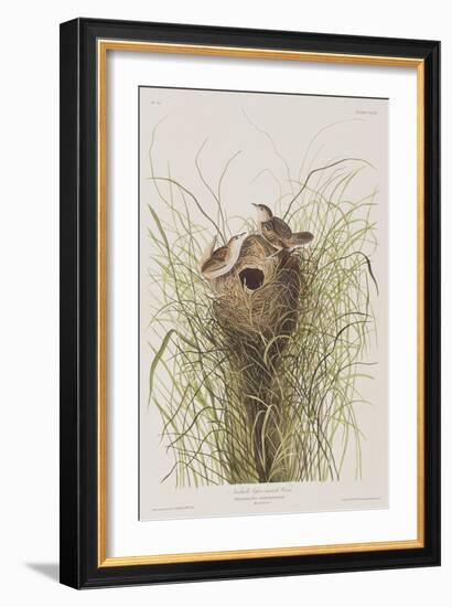 Illustration from 'Birds of America', 1827-38-John James Audubon-Framed Giclee Print