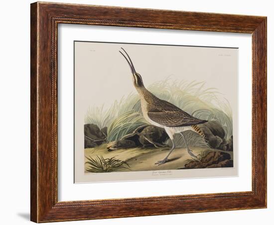 Illustration from 'Birds of America', 1827-38-John James Audubon-Framed Giclee Print