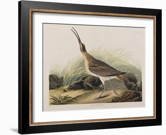 Illustration from 'Birds of America', 1827-38-John James Audubon-Framed Giclee Print