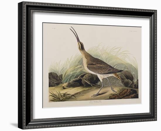 Illustration from 'Birds of America', 1827-38-John James Audubon-Framed Giclee Print