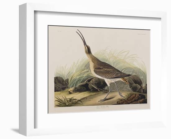 Illustration from 'Birds of America', 1827-38-John James Audubon-Framed Giclee Print