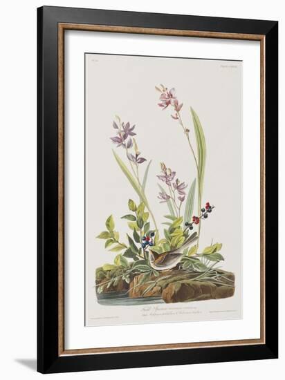 Illustration from 'Birds of America', 1827-38-John James Audubon-Framed Giclee Print