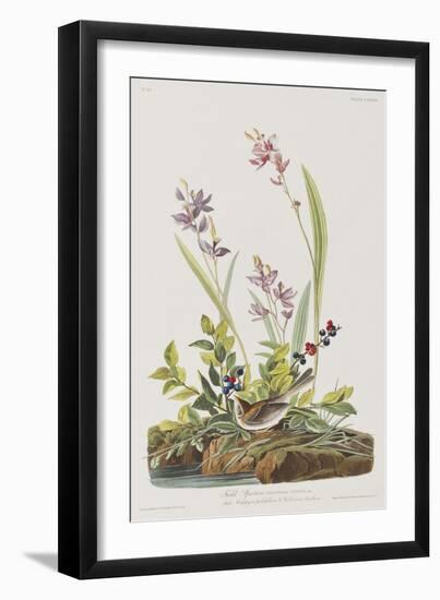 Illustration from 'Birds of America', 1827-38-John James Audubon-Framed Giclee Print