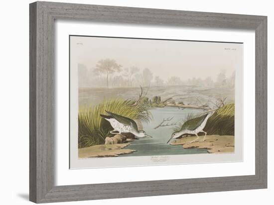 Illustration from 'Birds of America', 1827-38-John James Audubon-Framed Giclee Print