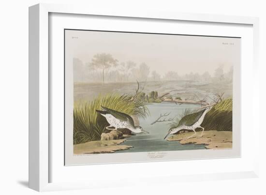 Illustration from 'Birds of America', 1827-38-John James Audubon-Framed Giclee Print